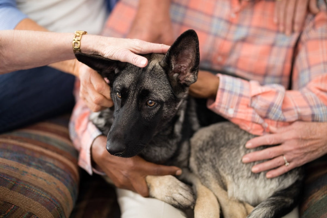 Ein trauriger, brauner Hund, der bei einer Person auf dem Schoß sitzt. Der Hund wird von zwei weiteren Personen gestreichelt.
