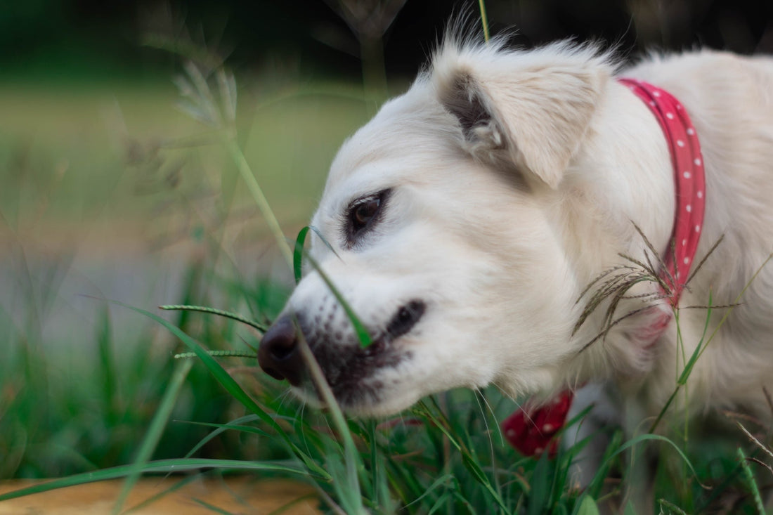 Warum Hunde Gras fressen – Harmlos oder Grund zur Sorge?
