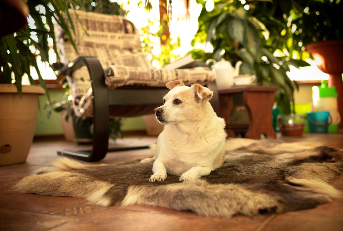 Ein Hund, welcher alleine Zuhause im Wohnzimmer liegt. Das Bild erscheint in einem warmen licht, welches eine angenehme Atmosphäre erzeugt.