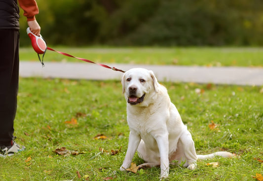 Ein weißer Hund, welcher auf einer grünen Wiese sitzt und an einer roten Leine befestigt ist.