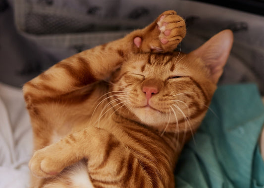 Warum Katzen schnurren – Und was es wirklich bedeutet