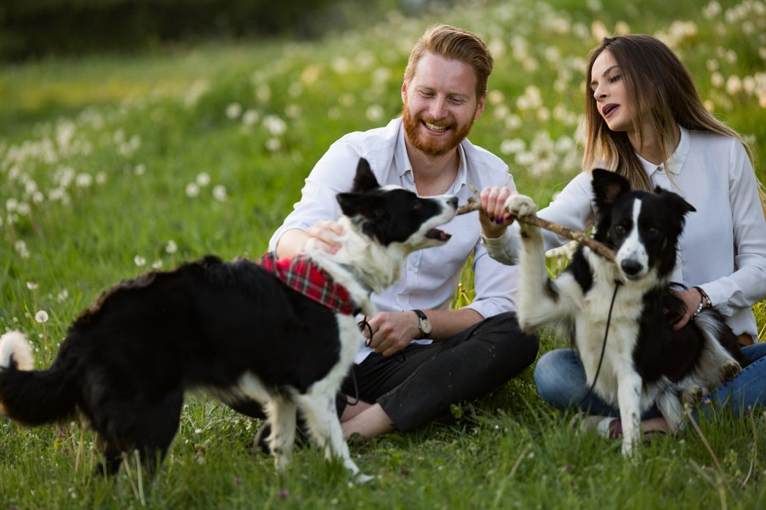 Ein Pärchen, welches mit zwei Hunden spielt. Beide Hunde haben schwarz, weißes Fell.
