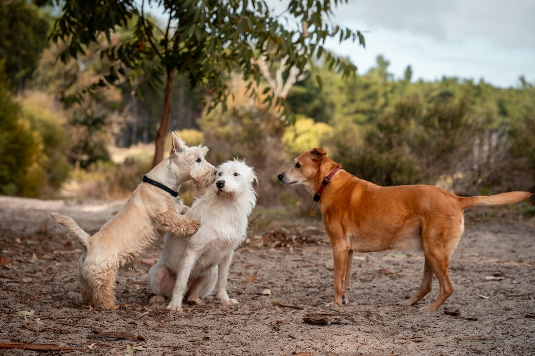 Drei Hunde spielen gemeinsam in der Natur.