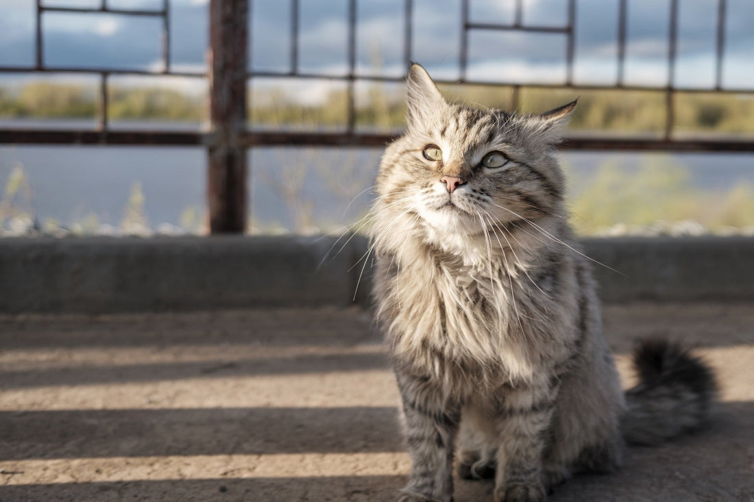 Eine grau-schwarze Katze, welche zentriert im Bild sitzt und glücklich in die Kamera schaut. Im Hintergrund ist der Zaun eines Balkons zu sehen.