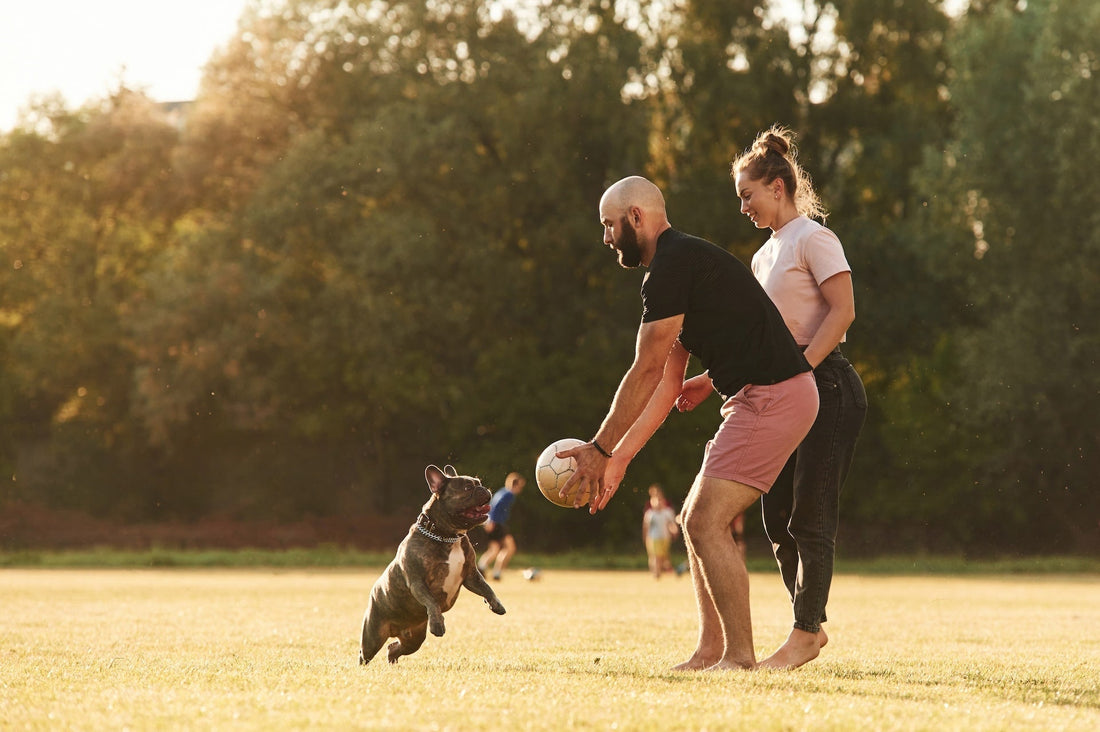 Ein junges Pärchen spielt im Park mit einem braunen Hund, welcher einen Fussball jagd. Das warme Licht erzeugt eine harmonische Atmosphäre.