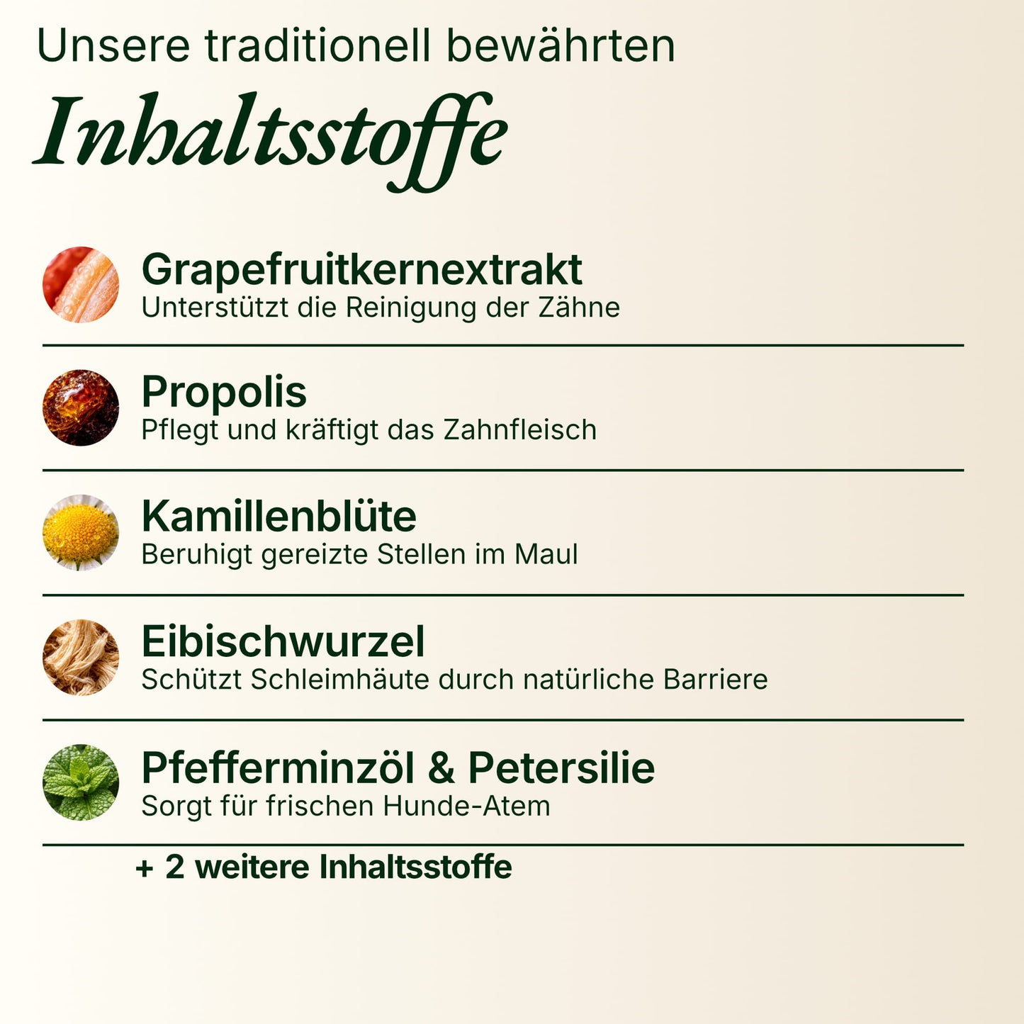 Zahn Zauber
